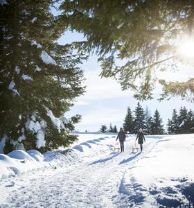 Zwei Personen mit Schlitten in verschneiter Winterlandschaft mit Wanderweg zwischen hohen Nadelbäumen und Sonnenlicht im Hintergrund.