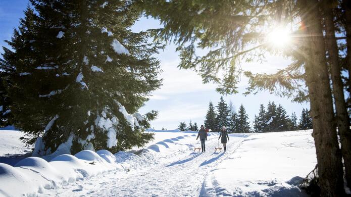 Zwei Personen mit Schlitten in verschneiter Winterlandschaft mit Wanderweg zwischen hohen Nadelbäumen und Sonnenlicht im Hintergrund.