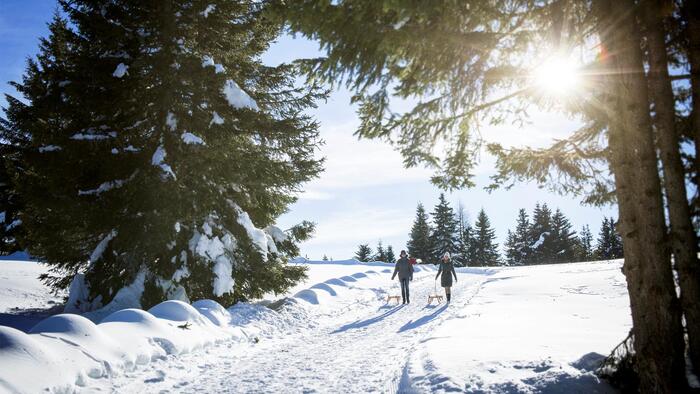 Two people with a sled in a snow-covered winter landscape, with a hiking trail between tall conifer trees and sunlight in the background.