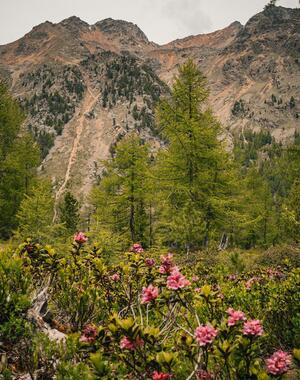 Unscharfe Alpenrosen und Lärchen im Vordergrund mit hügeliger Berglandschaft im Hintergrund.