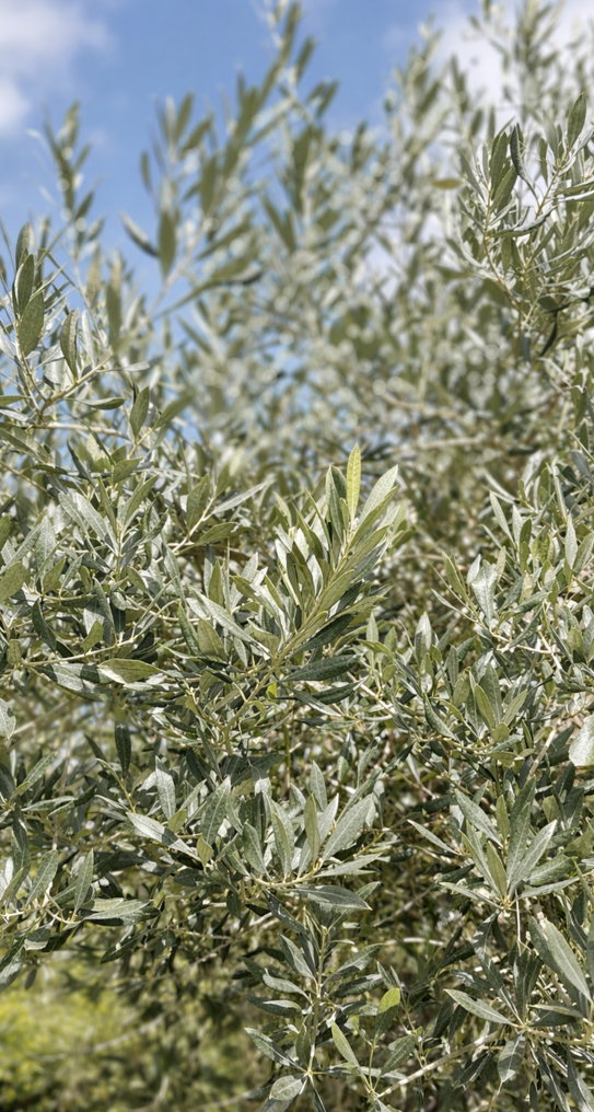 Nahaufnahme von Olivenbäumen mit blauem Himmel im Hintergrund.