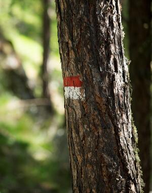 Wanderweg im Wald mit einer rot-weißen Wegmarkierung an einem Baum im Vordergrund.