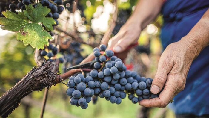 Primo piano di mani che tagliano grappoli d’uva nera dalla vite.